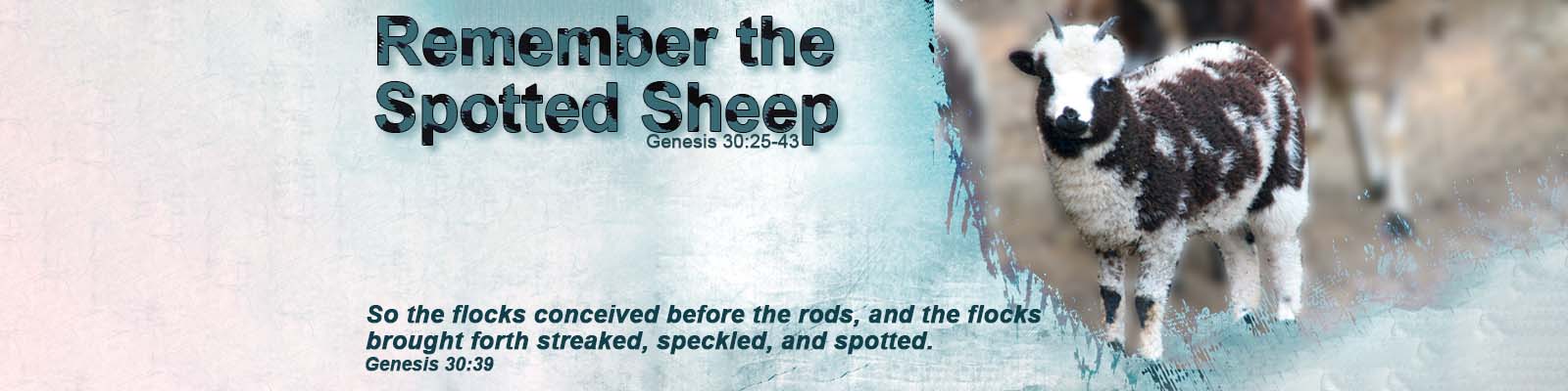 Genesis 30:25-43   –   Remember the Spotted Sheep episode artwork